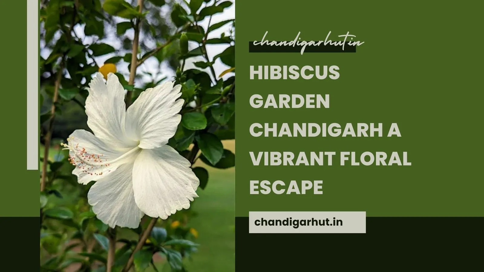 Hibiscus Garden Chandigarh A Vibrant Floral Escape