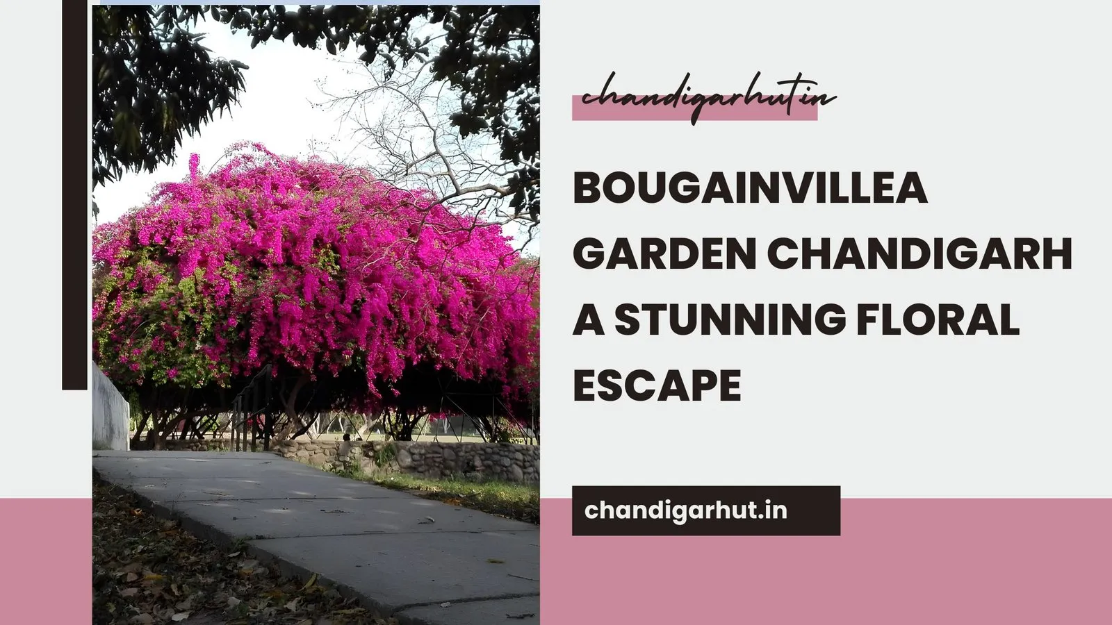Bougainvillea Garden Chandigarh  A Stunning Floral Escape