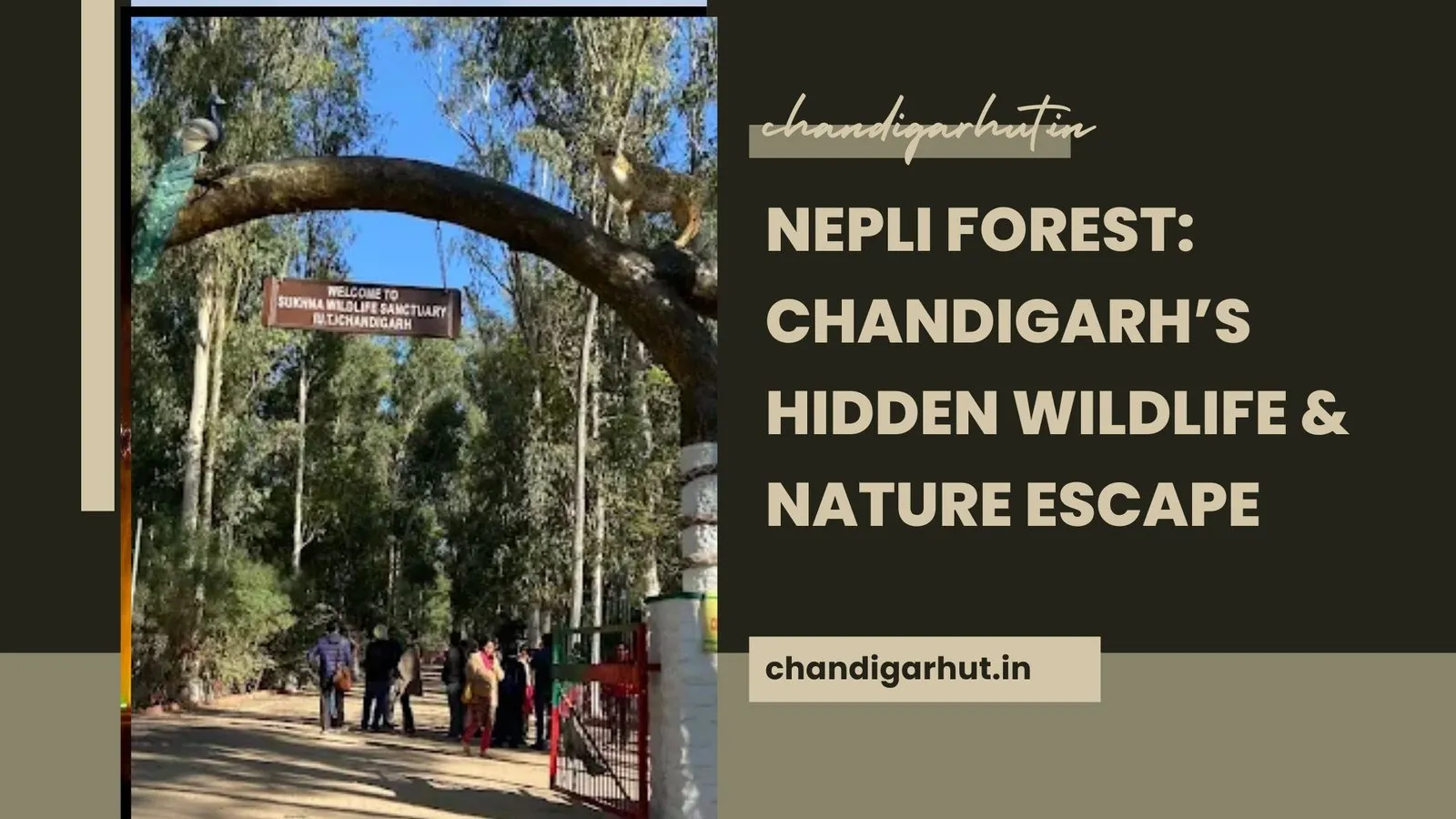 Nepli Forest: Chandigarh’s Hidden Wildlife & Nature Escape