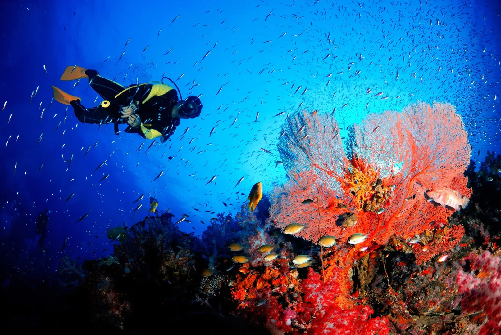 Top 5 Andaman Scuba Diving Spots You Can’t Miss