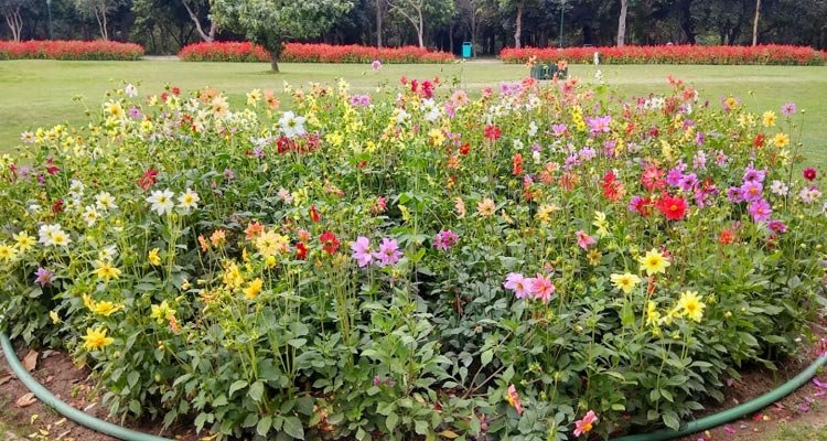 Discover the Tranquil Beauty of the Garden of Fragrance Chandigarh 8 Garden of Fragrance Chandigarh