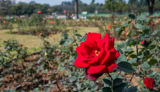 Zakir Hussain Rose Garden