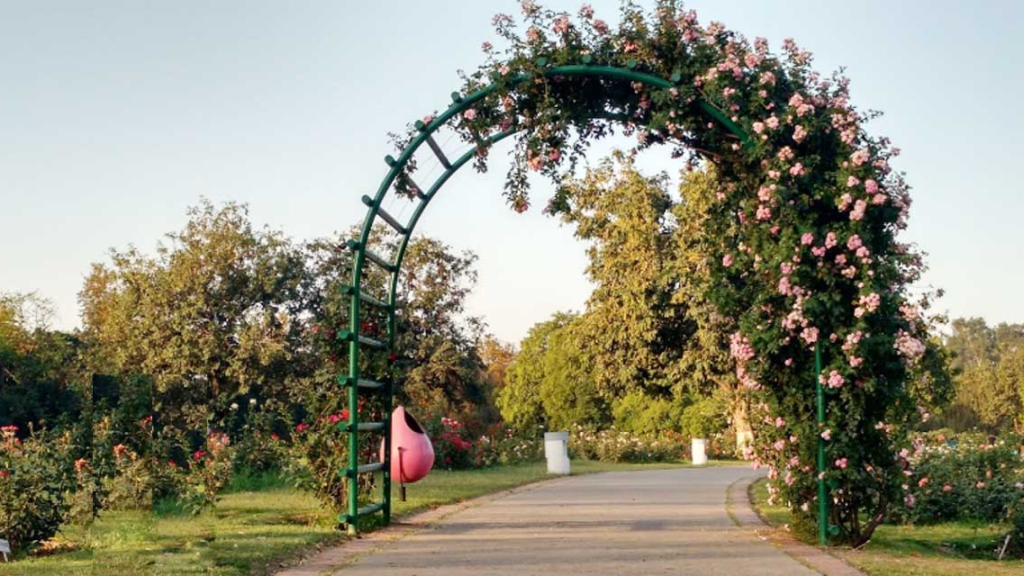 Zakir Hussain Rose Garden Chandigarh: A Captivating Floral Haven 7 Zakir Hussain Rose Garden