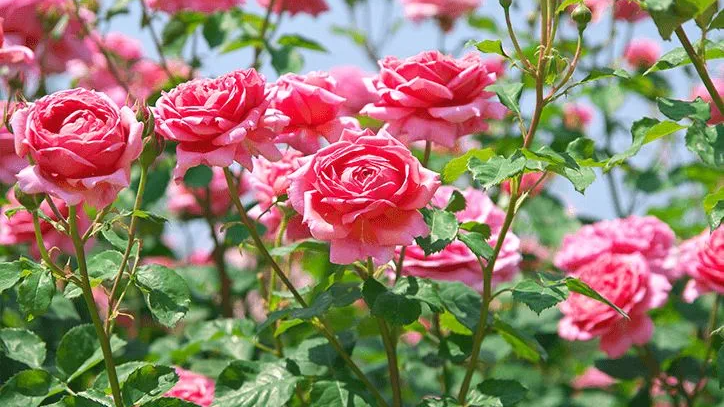 Zakir Hussain Rose Garden Chandigarh: A Captivating Floral Haven 8 Zakir Hussain Rose Garden
