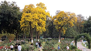 Zakir Hussain Rose Garden Chandigarh: A Captivating Floral Haven 9 Zakir Hussain Rose Garden
