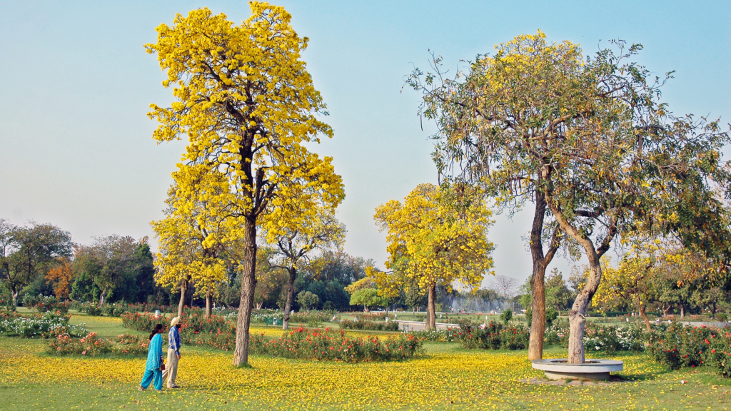 Zakir Hussain Rose Garden