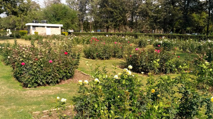 Zakir Hussain Rose Garden