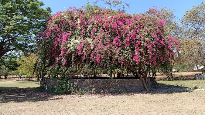 Bougainvillea Park Chandigarh