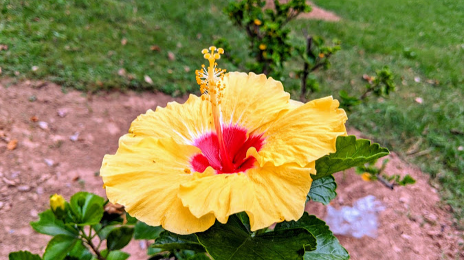 Hibiscus Garden Chandigarh