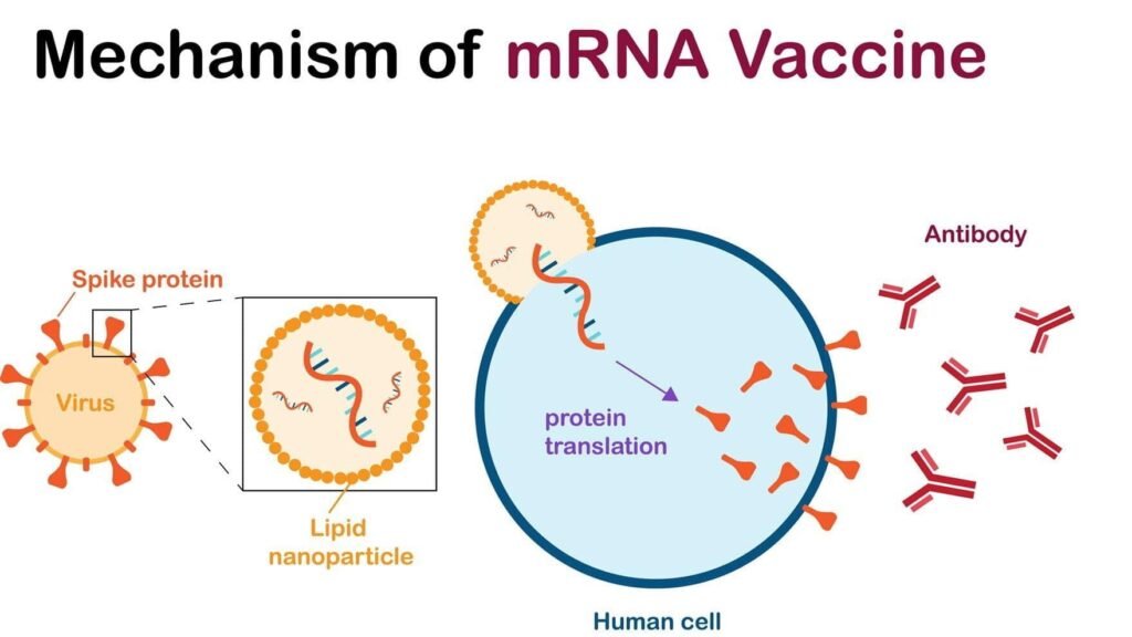 mRNA Vaccine in India: What Do Doctors Say? 7 mRNA Vaccine