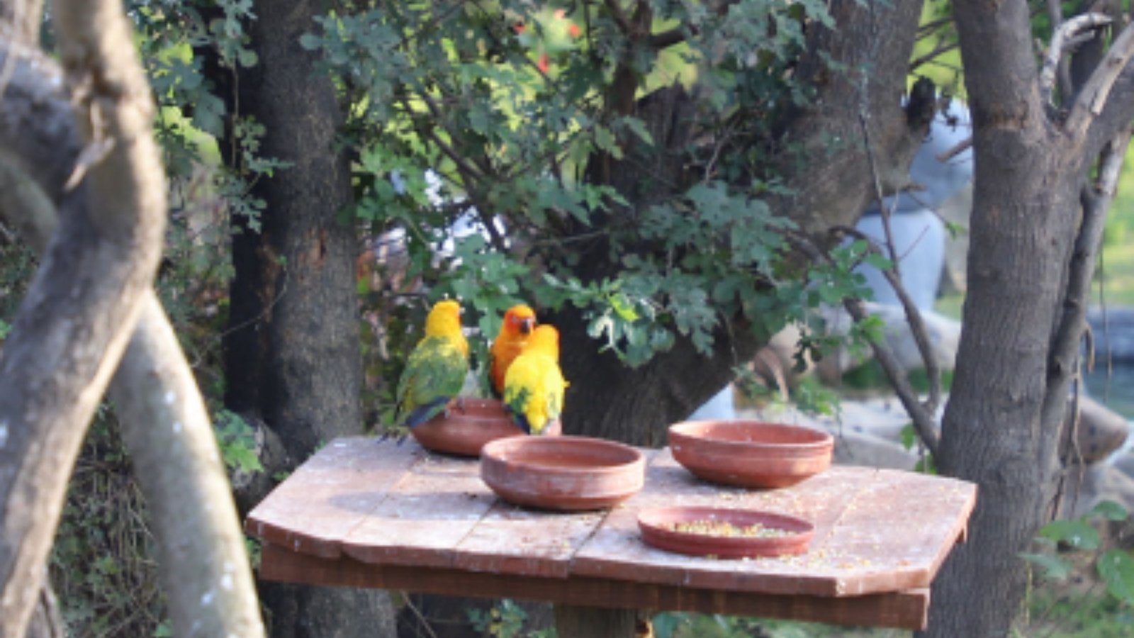 Chandigarh Tourism Bird Park