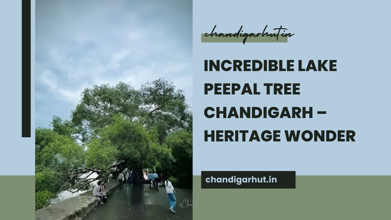 Lake Peepal Tree Chandigarh