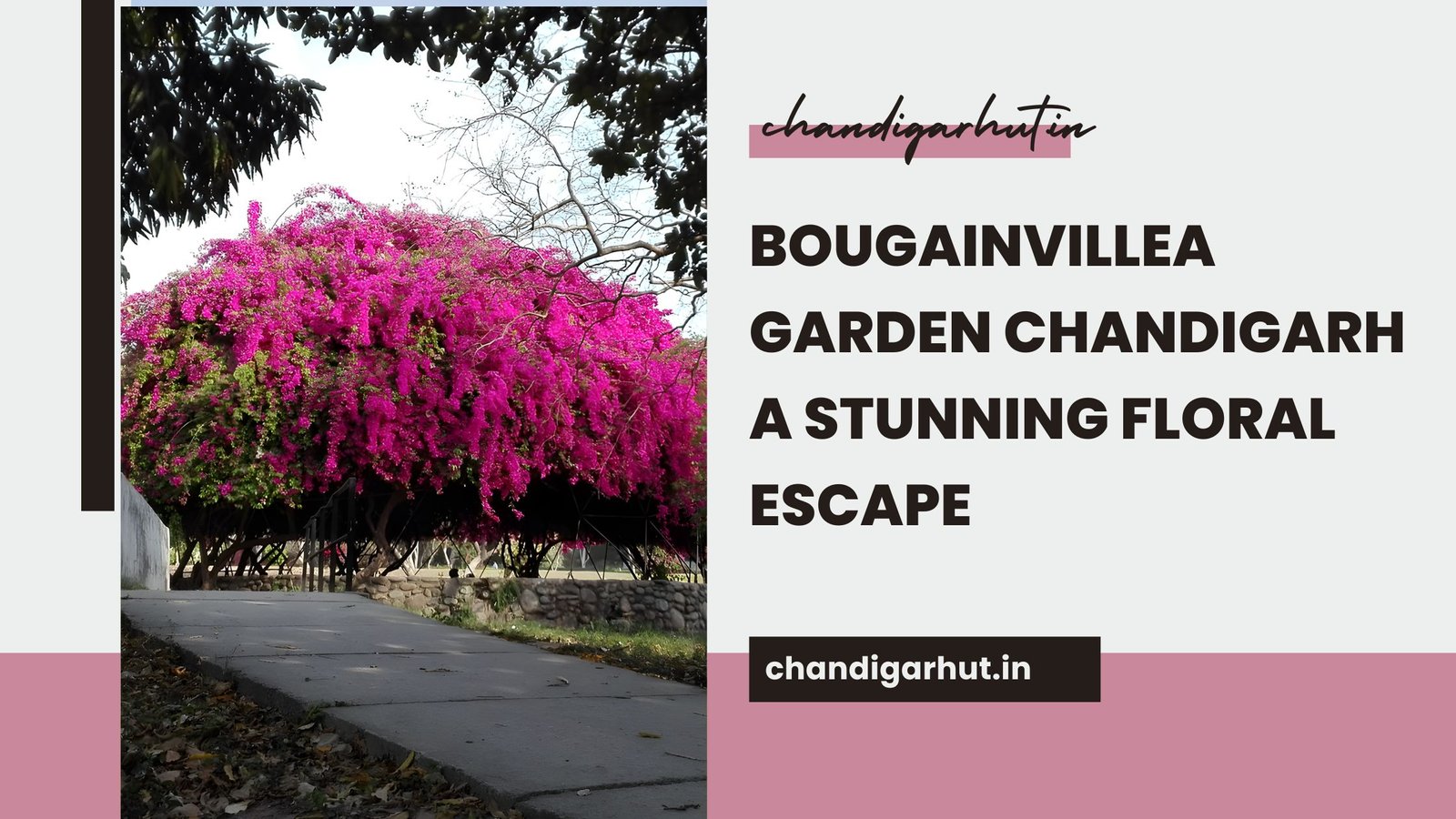 Bougainvillea Garden Chandigarh