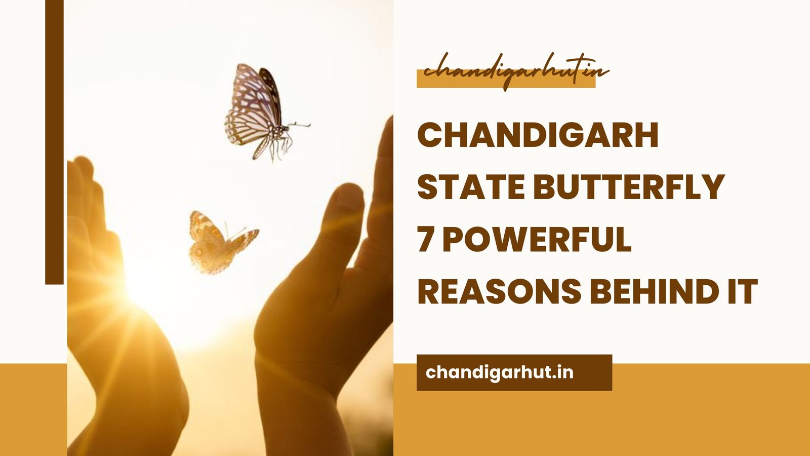 Chandigarh state butterfly
